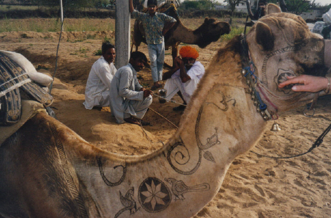 camelsjpg